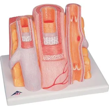 Mikroanatomie tepny a žíly, 14krát zvětšené (Anatomické modely)