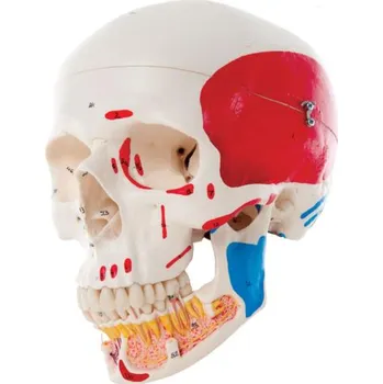 Classic Human Skull Model with Opened Lower Jaw, 3 part, painted (Anatomické modely)