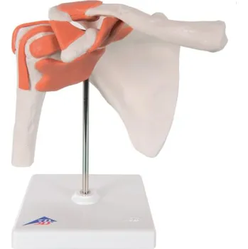 Funkční rameno (Anatomické modely)