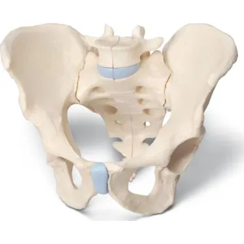 Mužská pánev, 3 části (Anatomické modely)