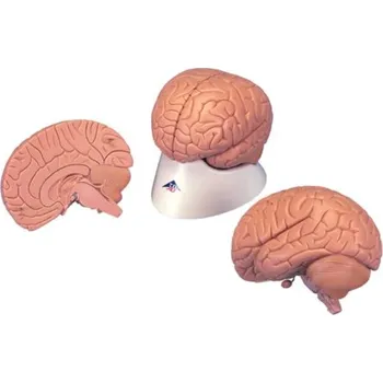 Úvodní model mozku, 2 části (Anatomické modely)