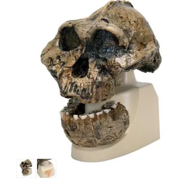 Anthropological Skull Model - KNM-ER 406, Omo L. 7a-125 (Anatomické modely)