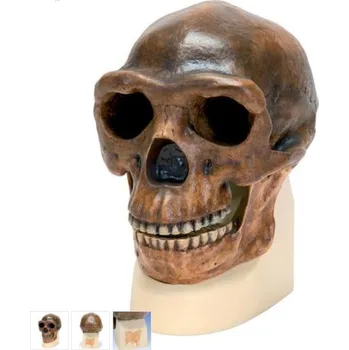 Anthropological Skull Model - Sinanthropus (Anatomické modely)