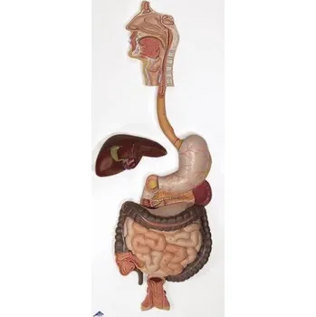 Trávicí systém, 3 části (Anatomické modely)