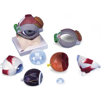 Oko, 5-krát životní velikosti, 8 částí (Anatomické modely)