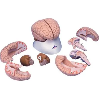 Model mozku, 8 částí (Anatomické modely)