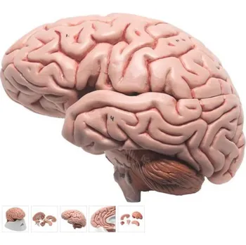 Klasický mozek, 5 částí (Anatomické modely)