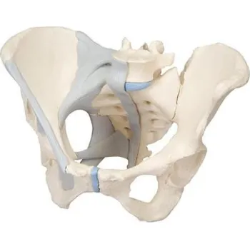 Ženská pánev s vazy, 3 části (Anatomické modely)