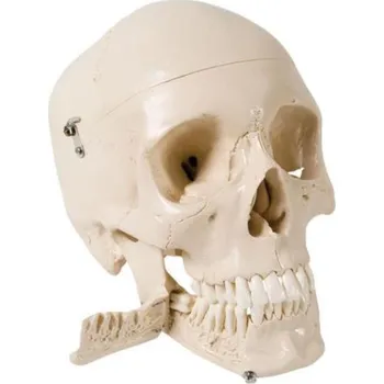 Skull Model with Teeth for Extraction, 4 part (Anatomické modely)
