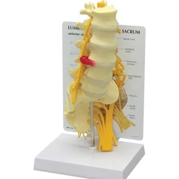 Model 5-dílných obratlů s křížovou kostí (Anatomické modely)