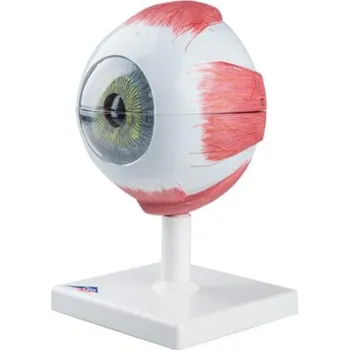 Oko, 5-krát životní velikosti, 6 částí (Anatomické modely)