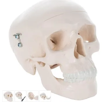 Mini Human Skull Model, 3 part - skullcap, base of skull, mandible (Anatomické modely)
