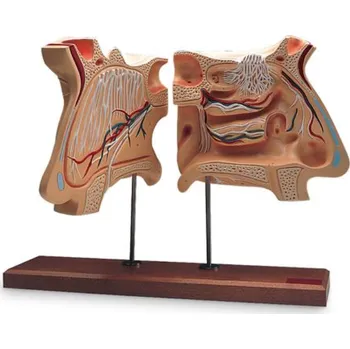 Model nosu a čichového orgánu, 4-krát životní velikosti (Anatomické modely)