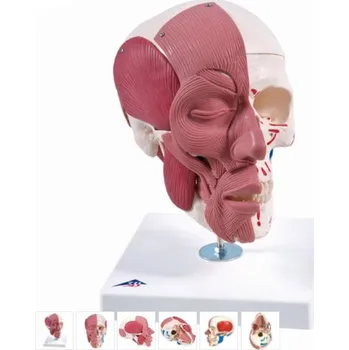 Model lidské hlavy s obličejovým a žvýkacím svalstvem (Anatomické modely)