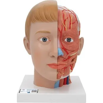 Model lidské hlavy a krku - 4 části (Anatomické modely)