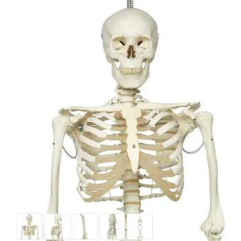 Physiological Skeleton Model - Phil - Hanging Stand (Anatomické modely)