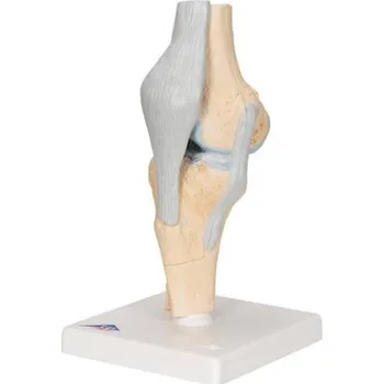 Model lidského kolenního kloubu, 3 části (Anatomické modely)