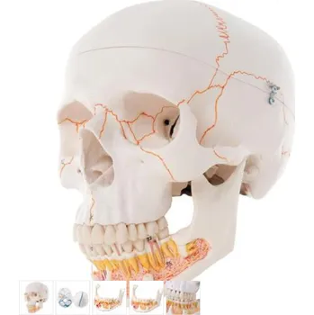 Classic Human Skull Model, with Opened Lower Jaw, 3 part (Anatomické modely)