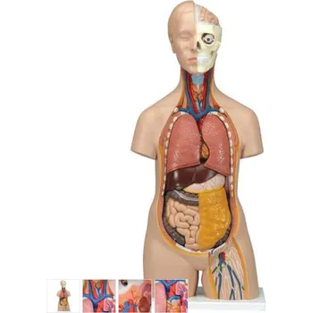 Torzo lidského těla Klasik Unisex - 12 částí (Anatomické modely)