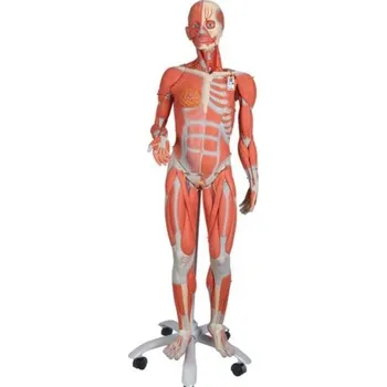 Ženská svalová postava, 3/4 životní velikosti, 23 částí, bez vnitřních orgánů (Anatomické modely)