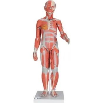 Kompletní postava se svaly a vnitřními orgány, dvojí pohlaví, 33 částí (Anatomické modely)