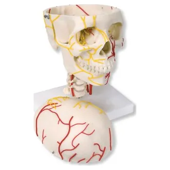 Neurovascular Skull Model (Anatomické modely)