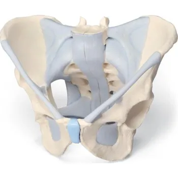 Mužská pánev s vazy, 2 části (Anatomické modely)