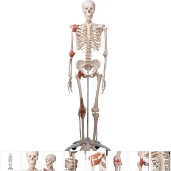 Skeleton Model with Ligaments - Leo (Anatomické modely)