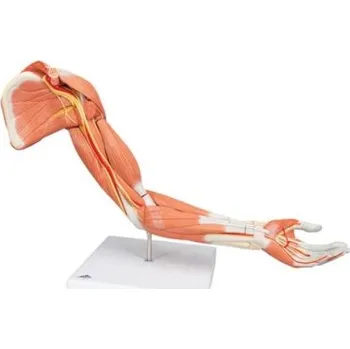 Model horní končetiny se svaly, 6 částí (Anatomické modely)