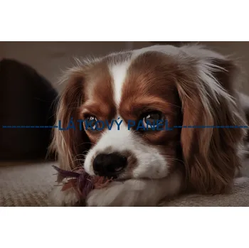 Panel bavlna - PS-109 Velikost: 30x20cm