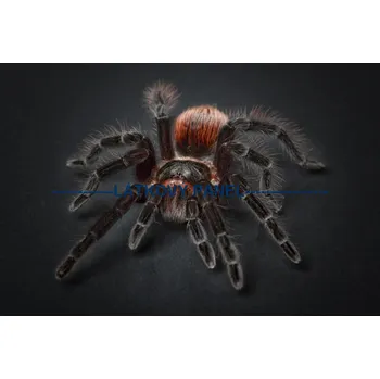 Panel bavlna - PA-03