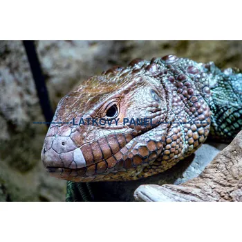 Panel bavlna - ZH-11a