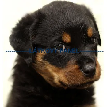 Panel bavlna - PS-28 Velikost: 30x30cm