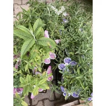 Sazenice Buddleja davidii Barva: Bílá