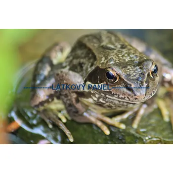 Panel bavlna - ZH-03a