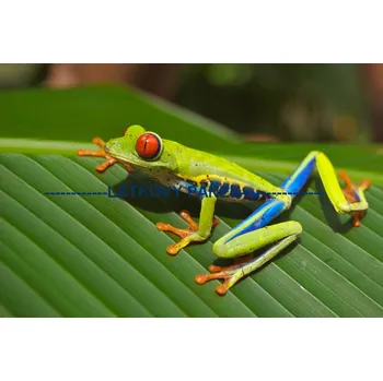 Panel bavlna - ZH-01a