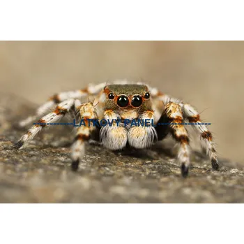 Panel bavlna - PA-01a