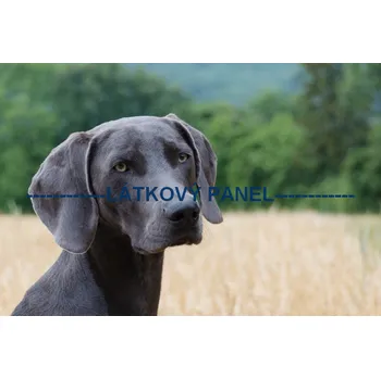 Panel bavlna - PS-12 Velikost: 20x13cm