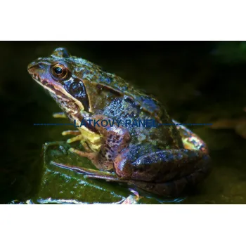 Panel bavlna - ZH-04a