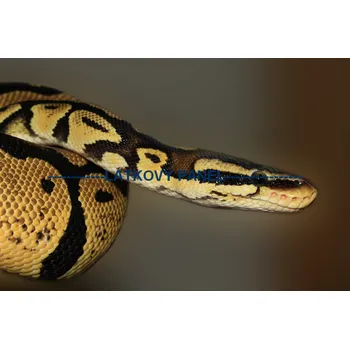 Panel bavlna - ZH-16 Velikost: 20x13cm