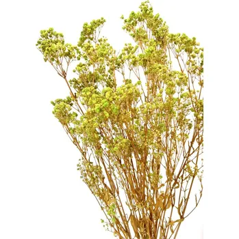 umělá květina Nevěstin závoj/stabilizovaná Gypsophila svazek/kytice limetková 90g-95g