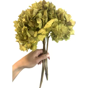 umělá květina Stabilizovaná hortenzie přírodní zelená svazek