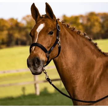 BUSSE Ohlávka Solid Soft BUSSE, černá EXTRA FULL