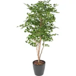 Vert Espace 11605-71 Ginkgobiloba 180…