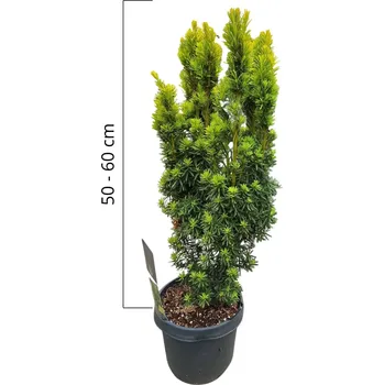 Sazenice Tis červený 'David' 50-60cm, kontejner 5l