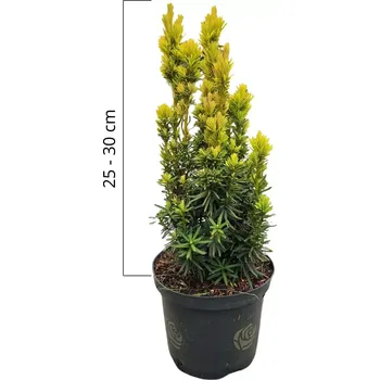 Sazenice Tis červený 'David' 25-30cm, kontejner 2,5l