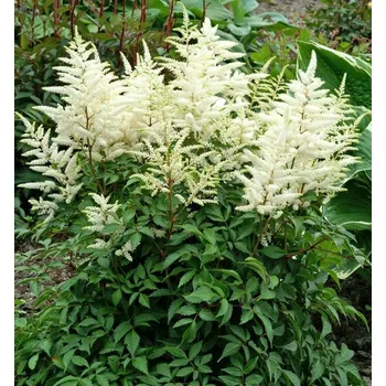 Sazenice Čechrava japonská 'WASHINGTON' kont. 1,5 l