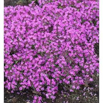 Sazenice Mateřídouška 'RED CARPET' kont. 0,5 l