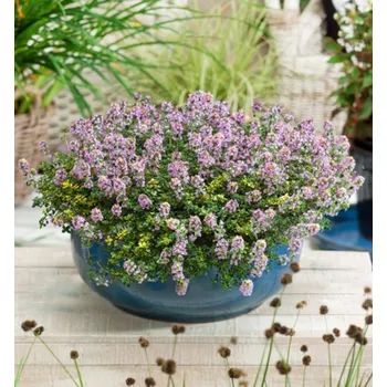 Sazenice Mateřídouška citronová ´SAMBESI´ kont. 0,5 l