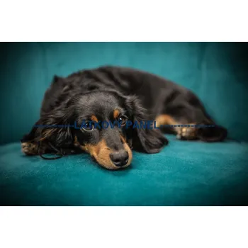 Panel kočárkovina - PS-01